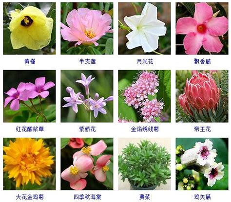 花卉大全|花卉名称大全